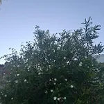 Summer مكان تخييم *
