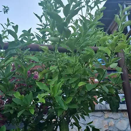 Summer ティスノ