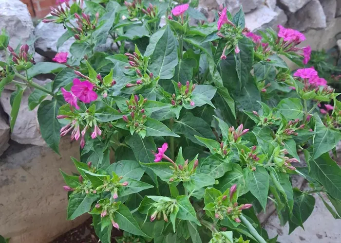 Кемпинг Summer